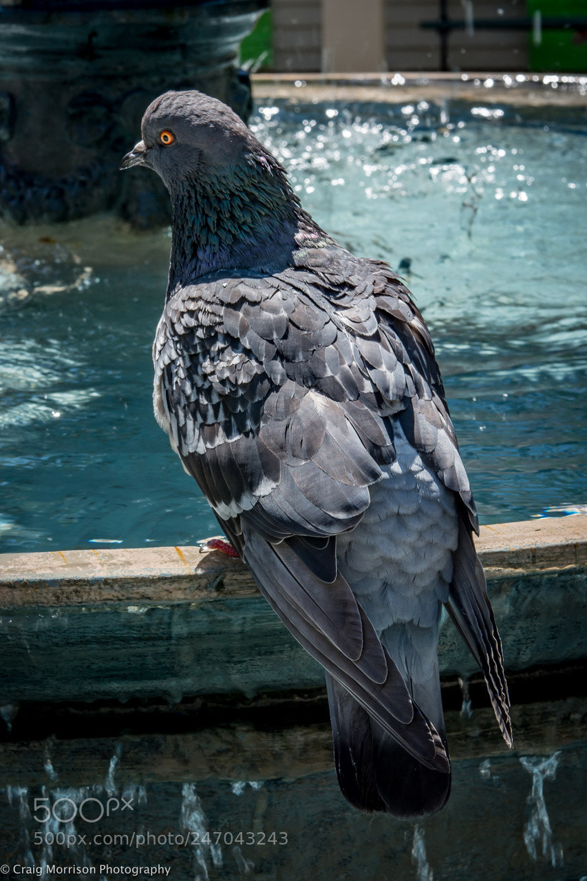Nikon D7100 sample photo. A pigeon contemplating a photography