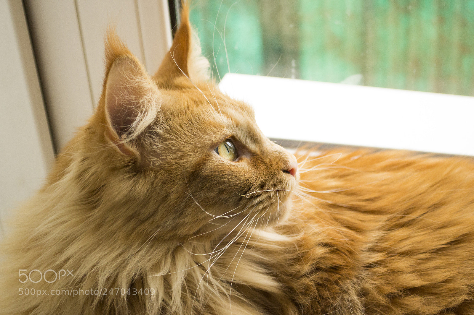 Nikon D3100 sample photo. коська photography