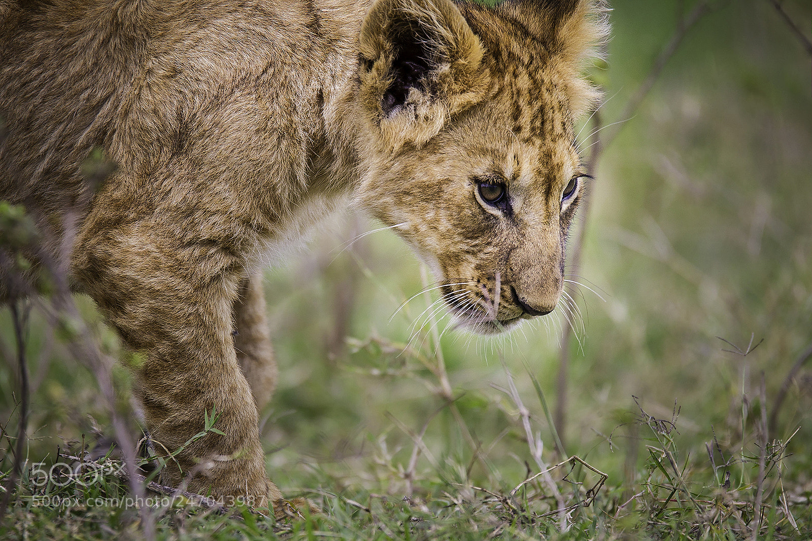 Canon EOS-1D Mark IV sample photo. Masai mara, kenya, mars 2017 photography