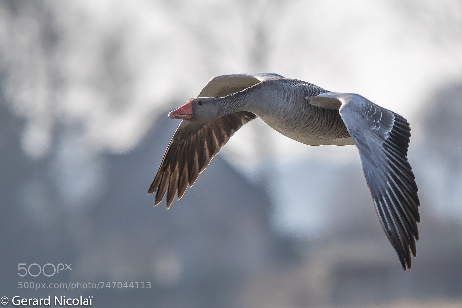 Canon EOS 7D Mark II sample photo. Greylag goose photography
