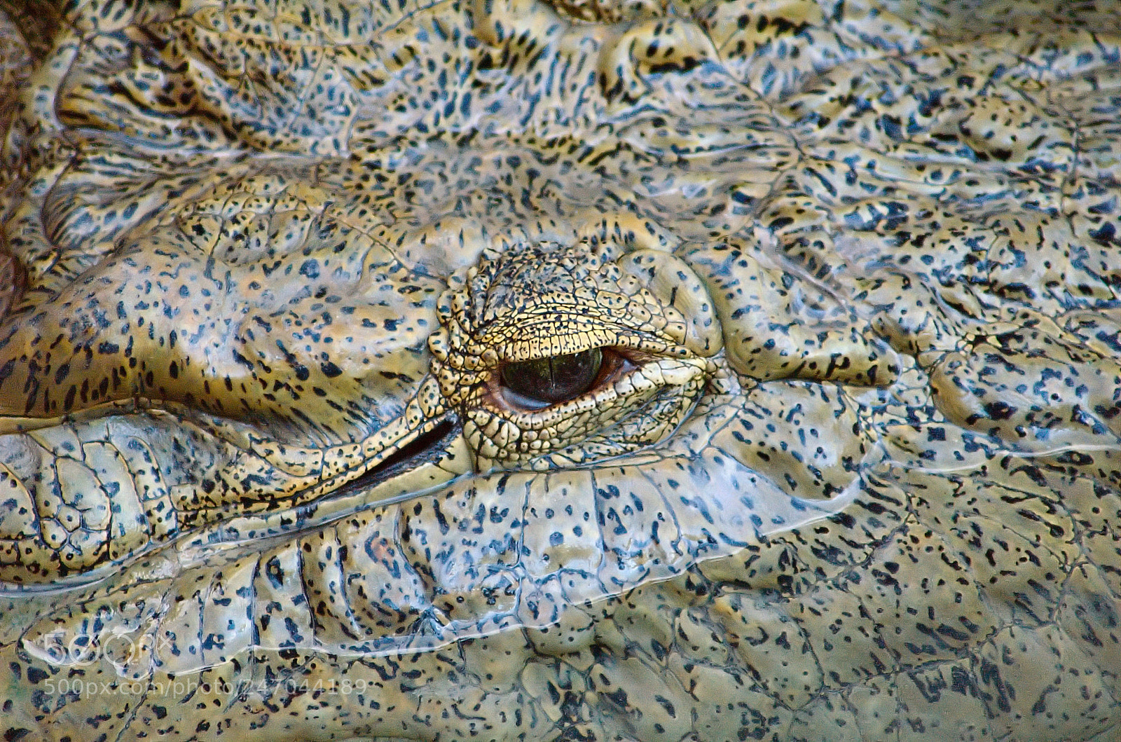 Nikon D70 sample photo. The tearless eye photography