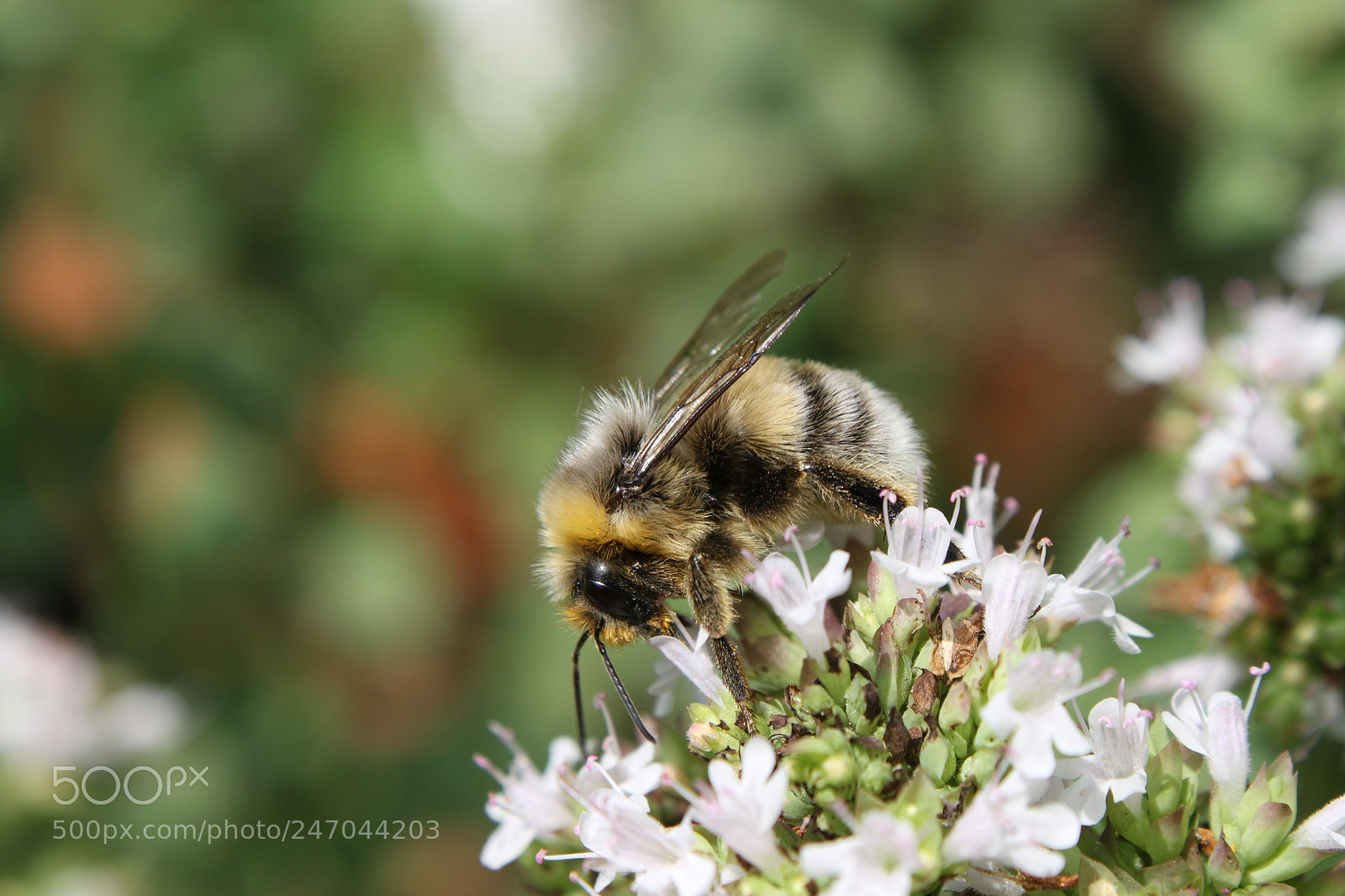 Canon EF-S 18-55mm F3.5-5.6 IS sample photo. Img photography