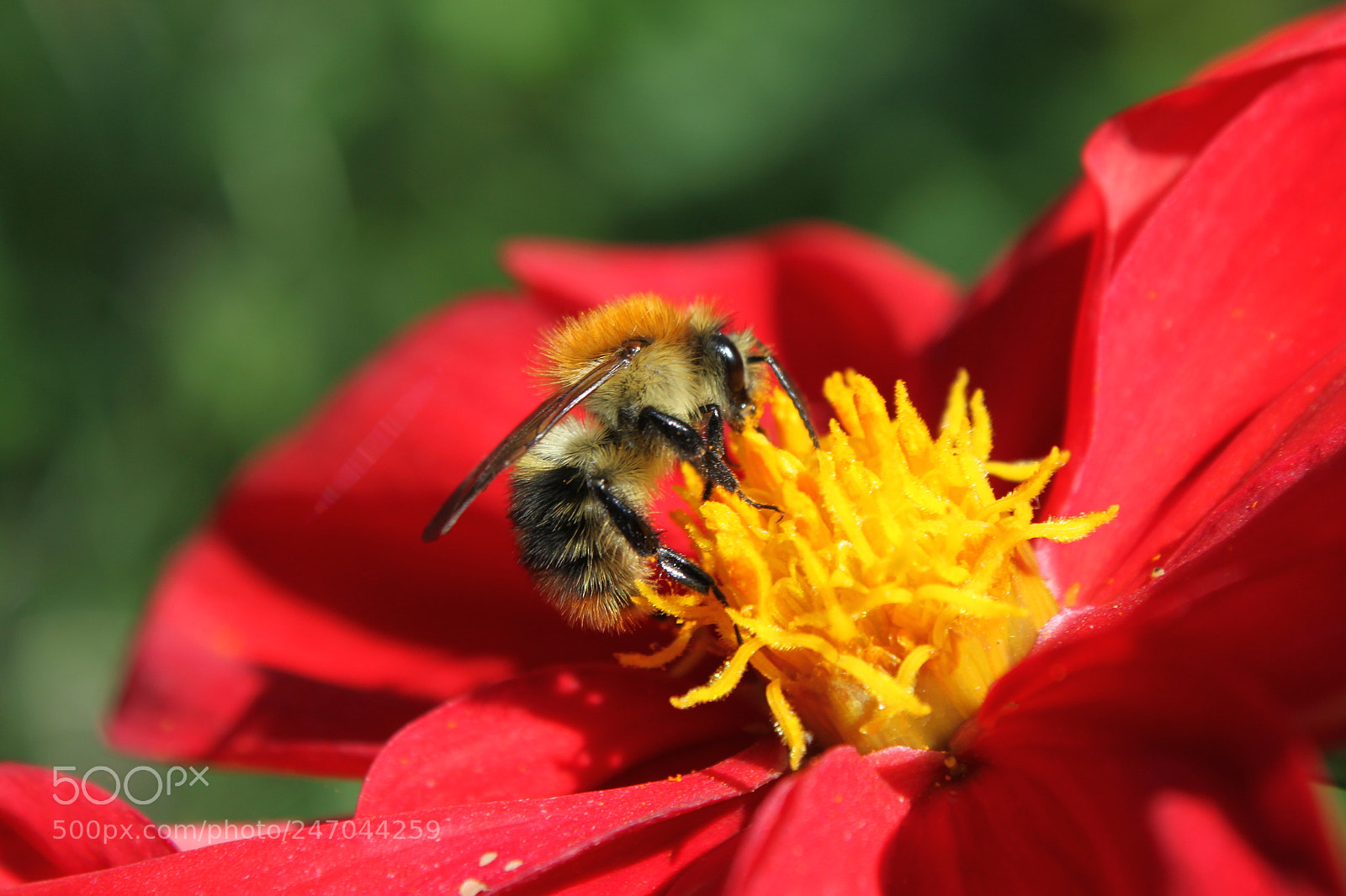 Canon EF-S 18-55mm F3.5-5.6 IS sample photo. Img photography