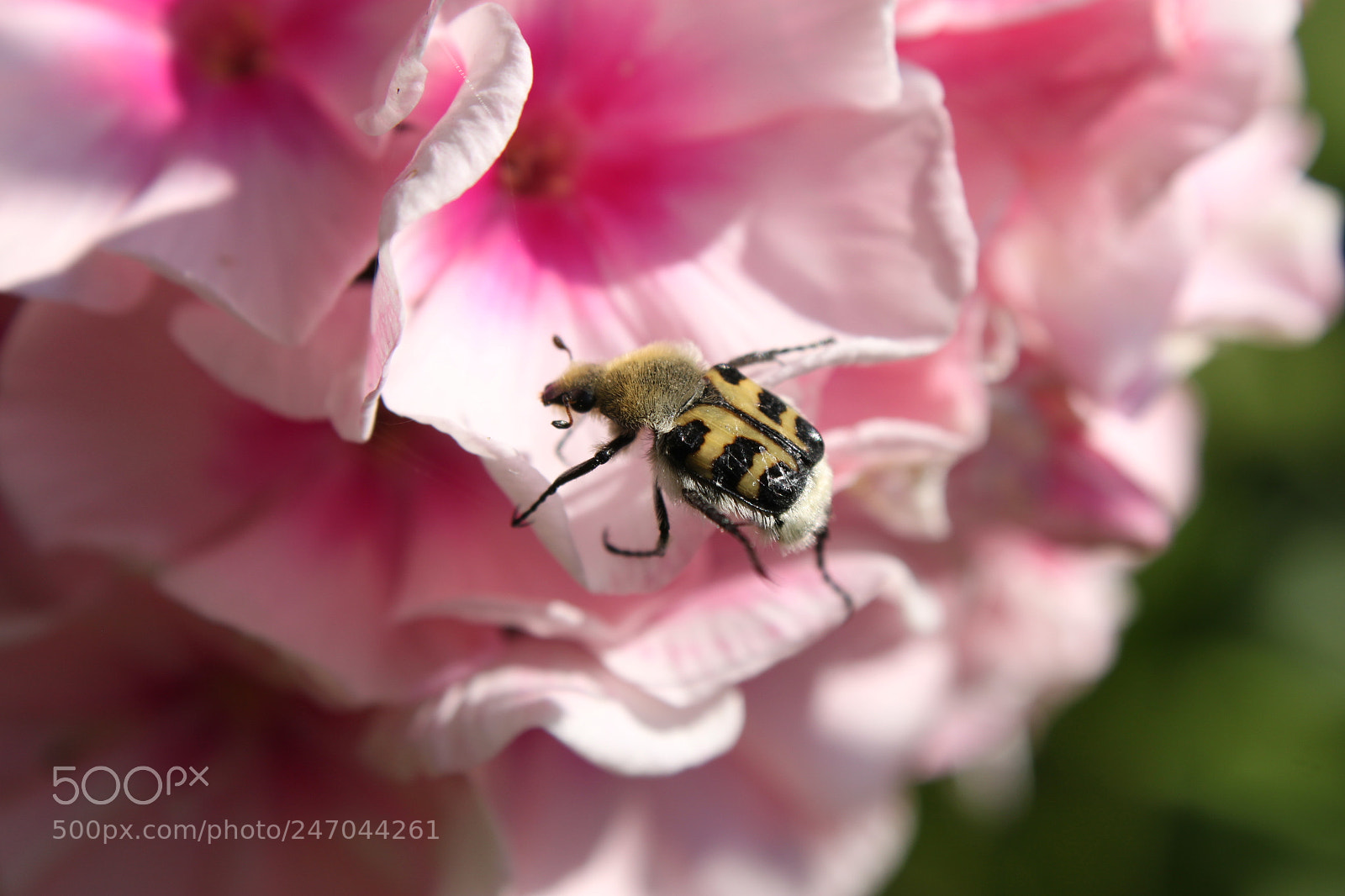 Canon EF-S 18-55mm F3.5-5.6 IS sample photo. Img photography