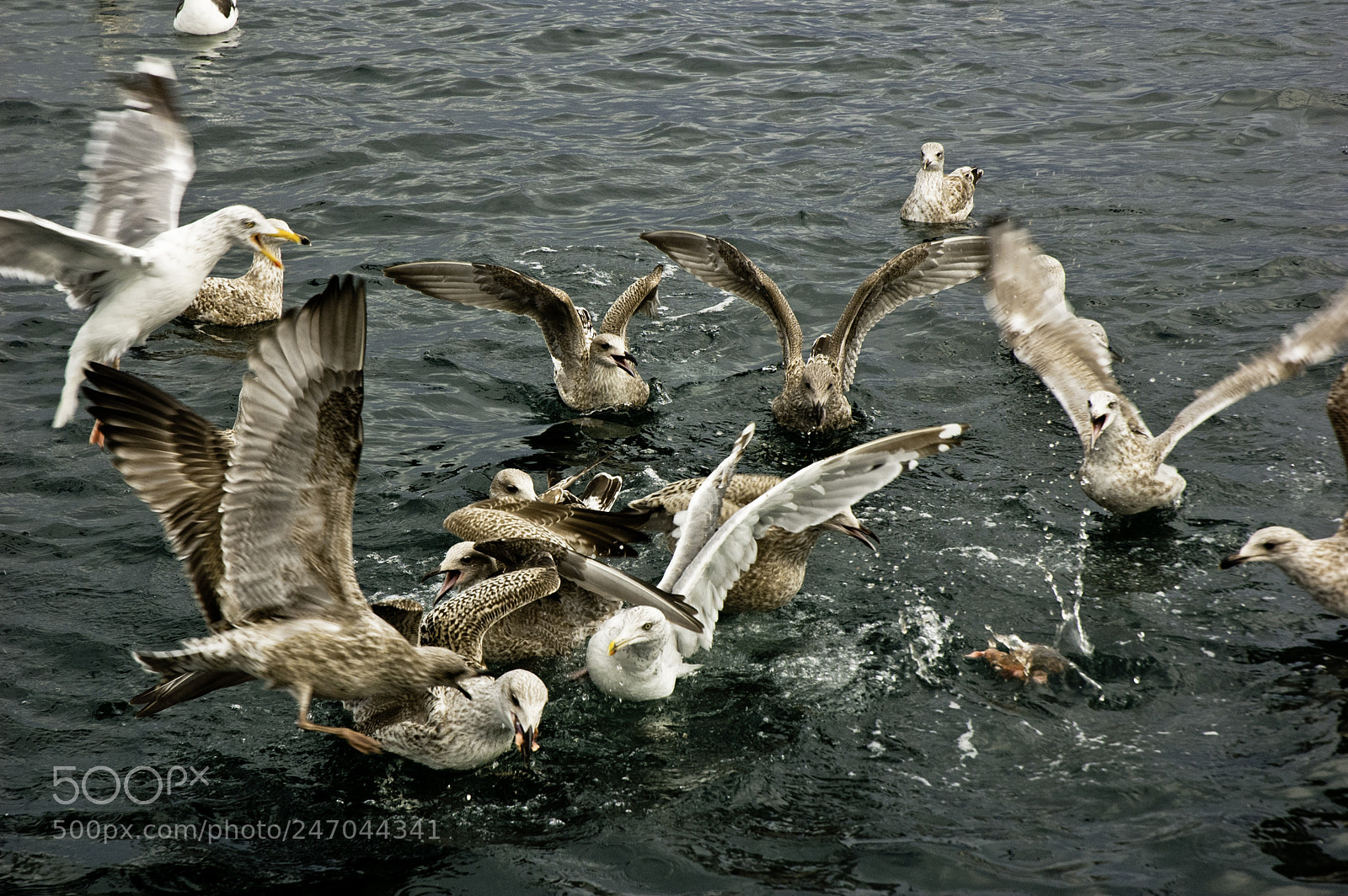 Nikon D70s sample photo. Seagulls photography