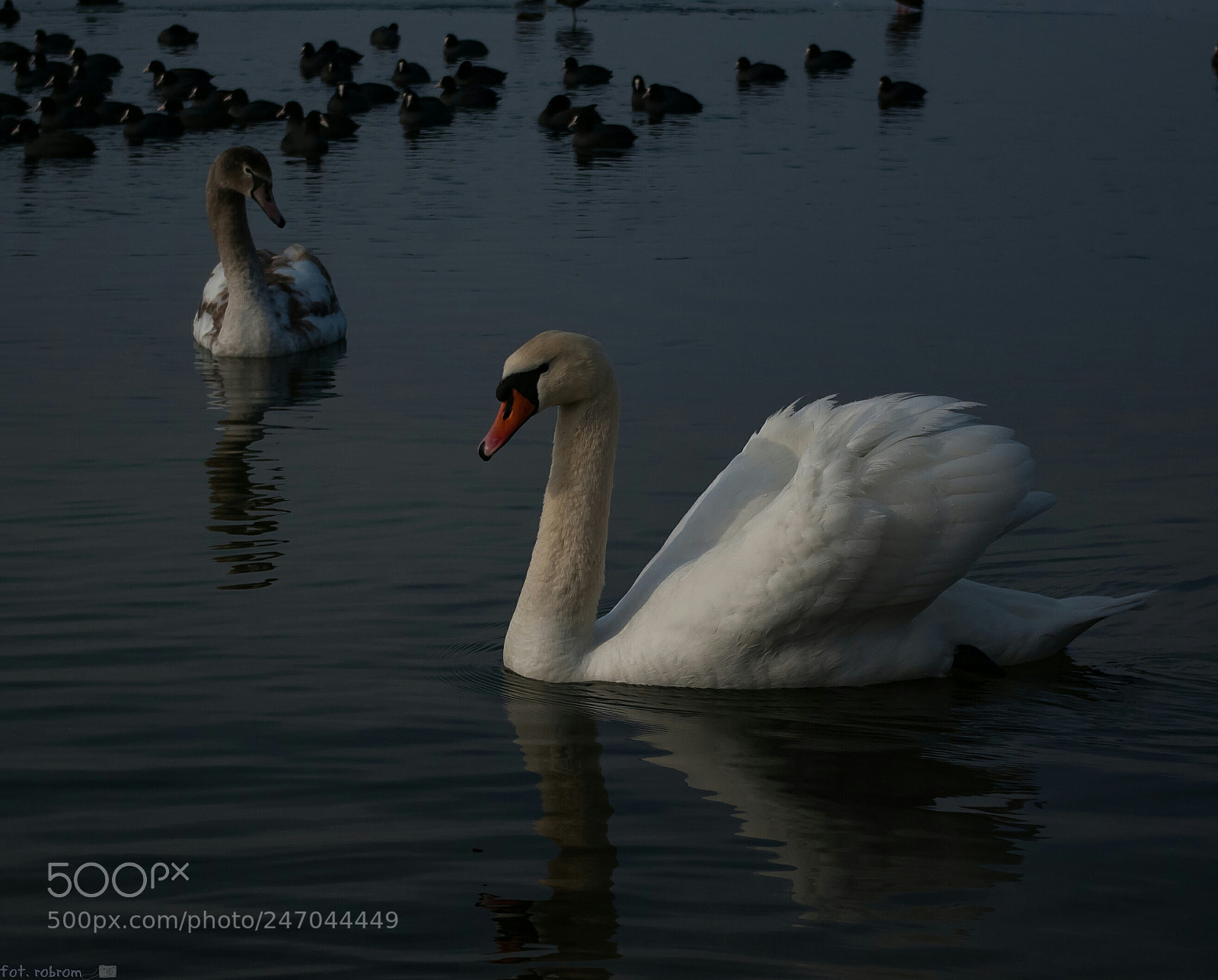 Pentax K10D sample photo. Swans photography