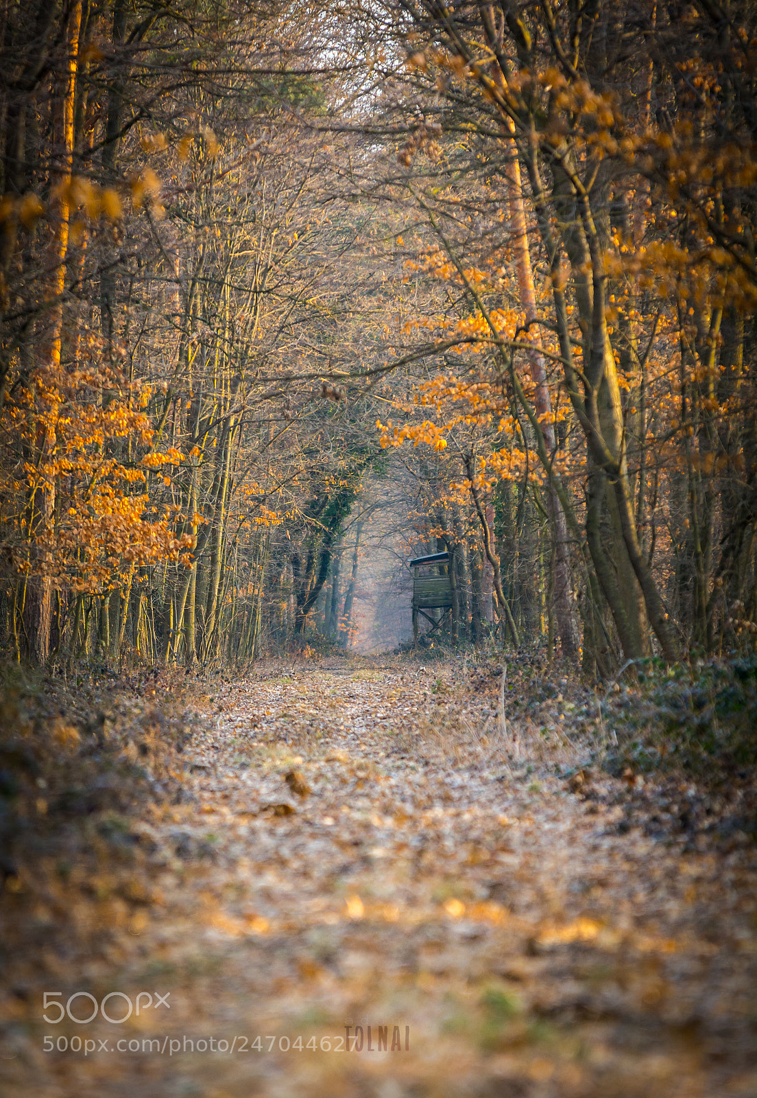 Nikon D7100 sample photo. Forest. photography
