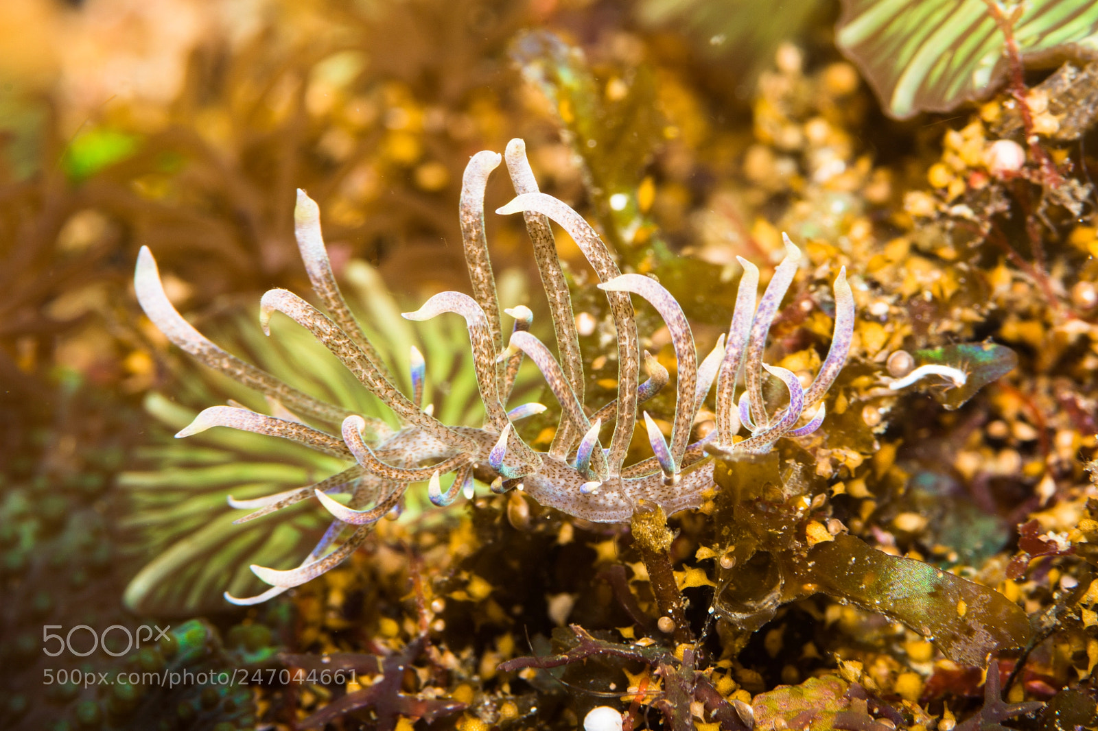 Nikon D7100 sample photo. Aeolid nudibranch photography