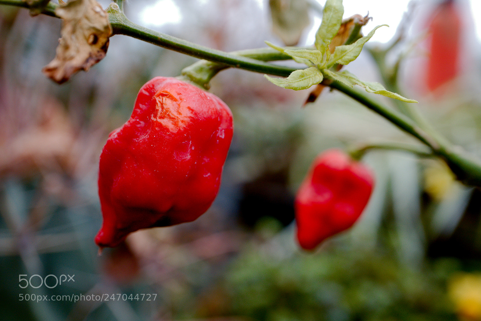 Canon EOS M5 sample photo. Naga morich.jpg photography