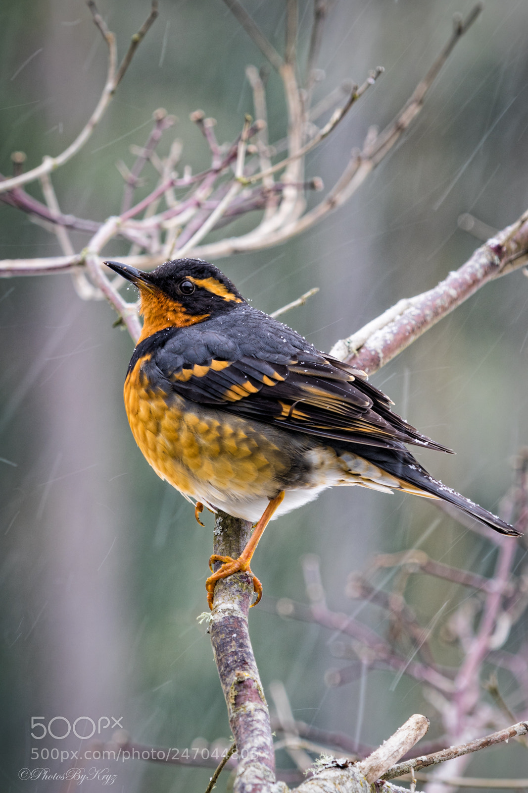 Canon EOS 7D Mark II sample photo. Snowy varied thrush photography