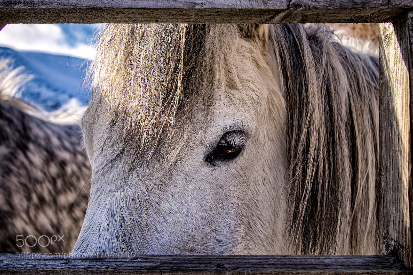 Canon EOS 77D (EOS 9000D / EOS 770D) sample photo. Winter pony photography