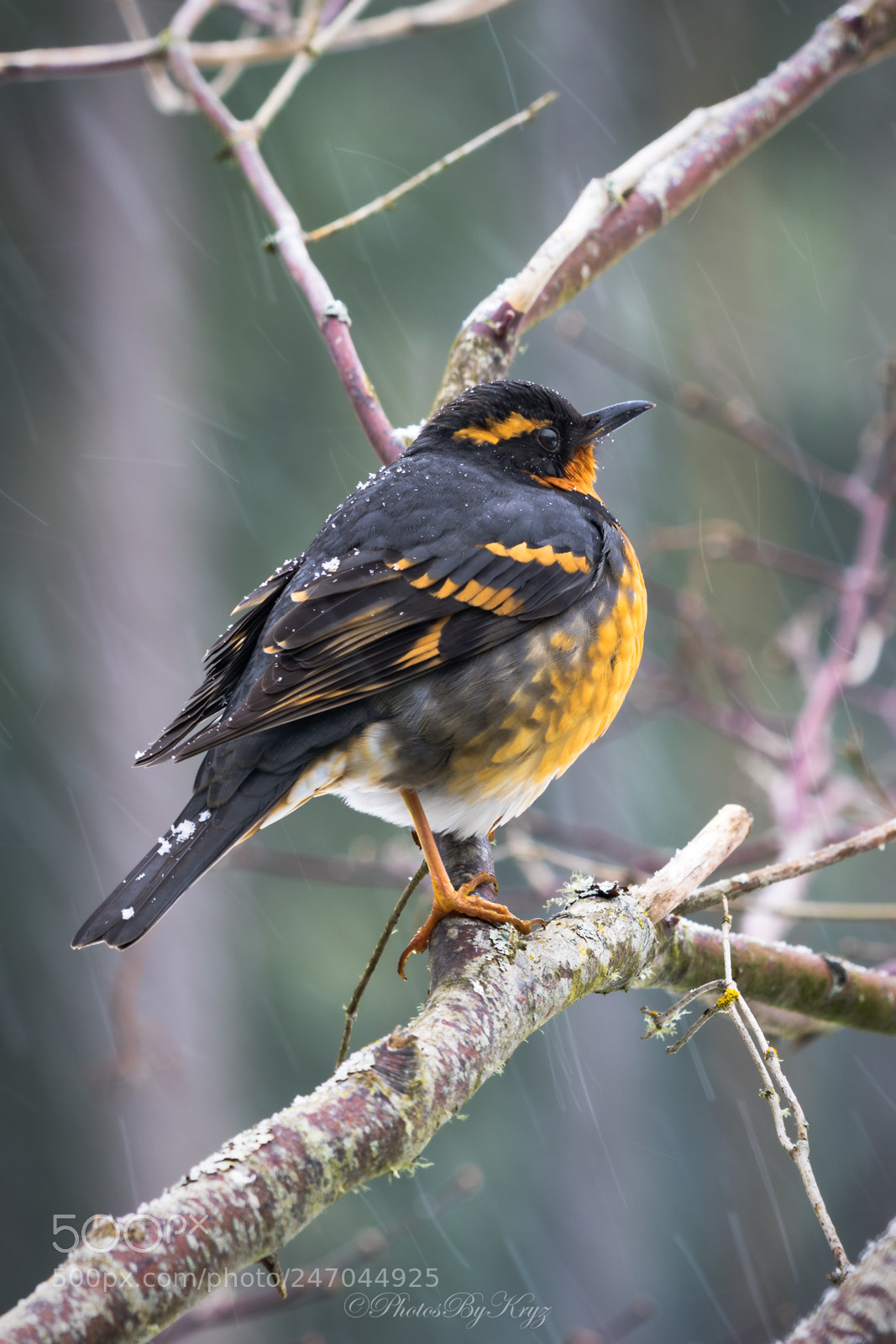 Canon EOS 7D Mark II sample photo. Cold varied thrush photography