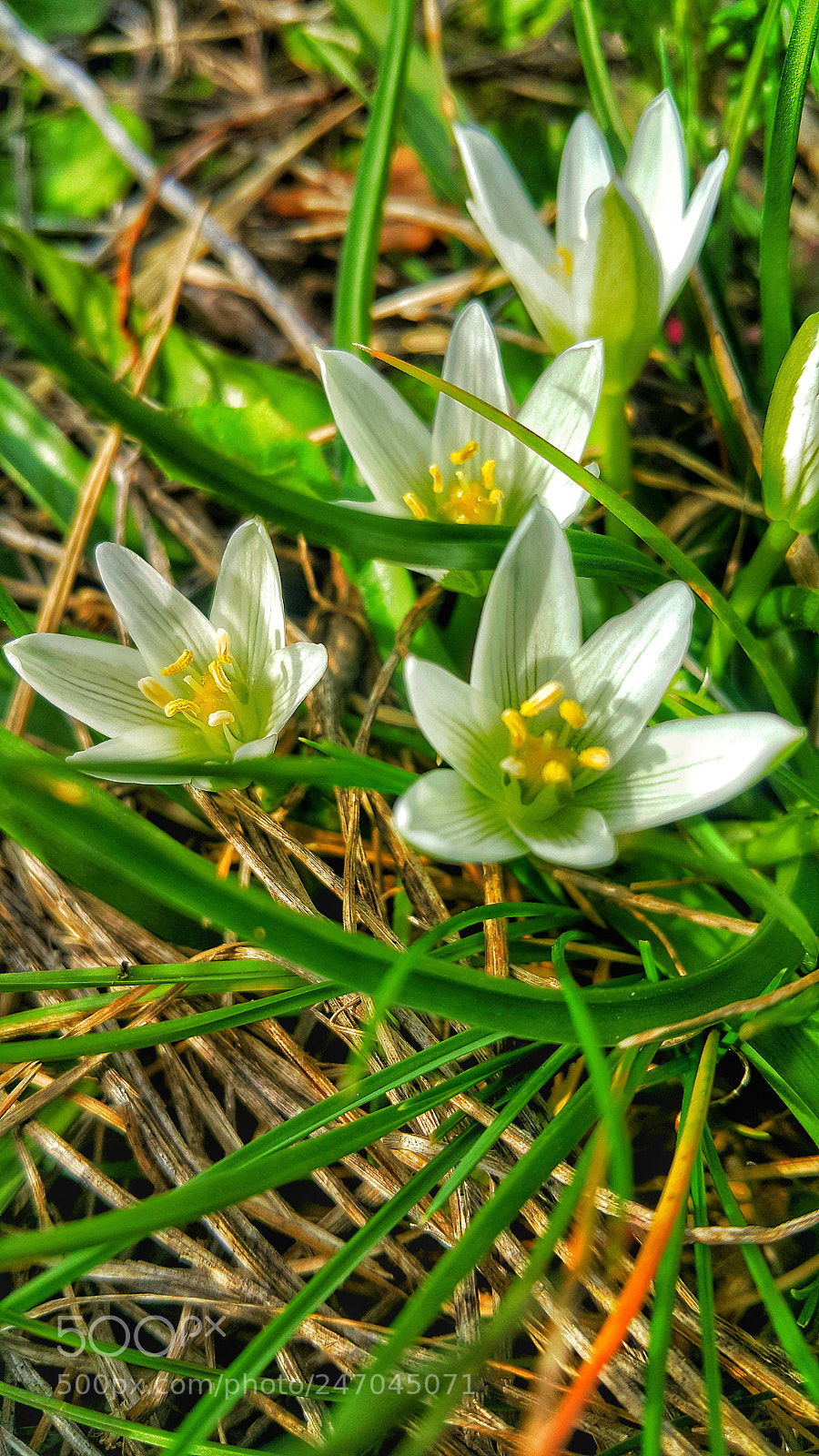 Samsung Galaxy Note4 sample photo. Kardelen photography
