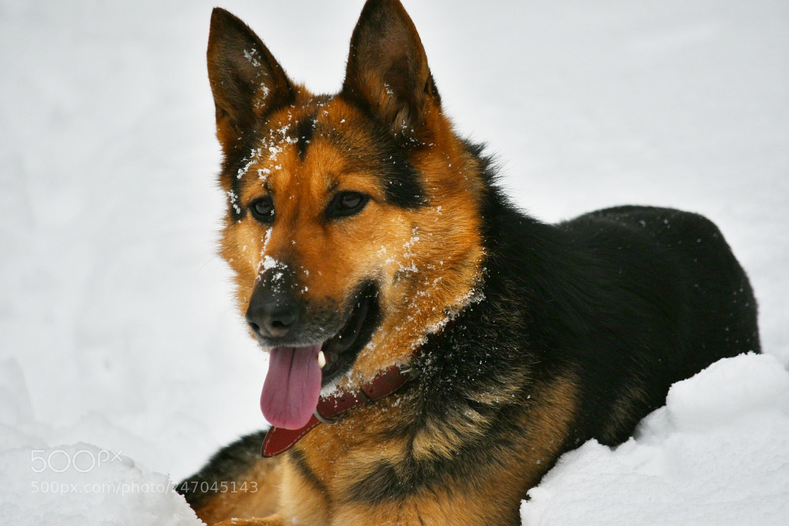 Nikon D500 sample photo. Untitled photography