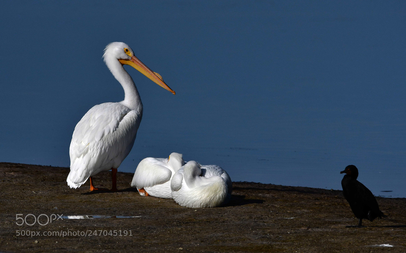Nikon AF-S Nikkor 200-500mm F5.6E ED VR sample photo. Family guard photography