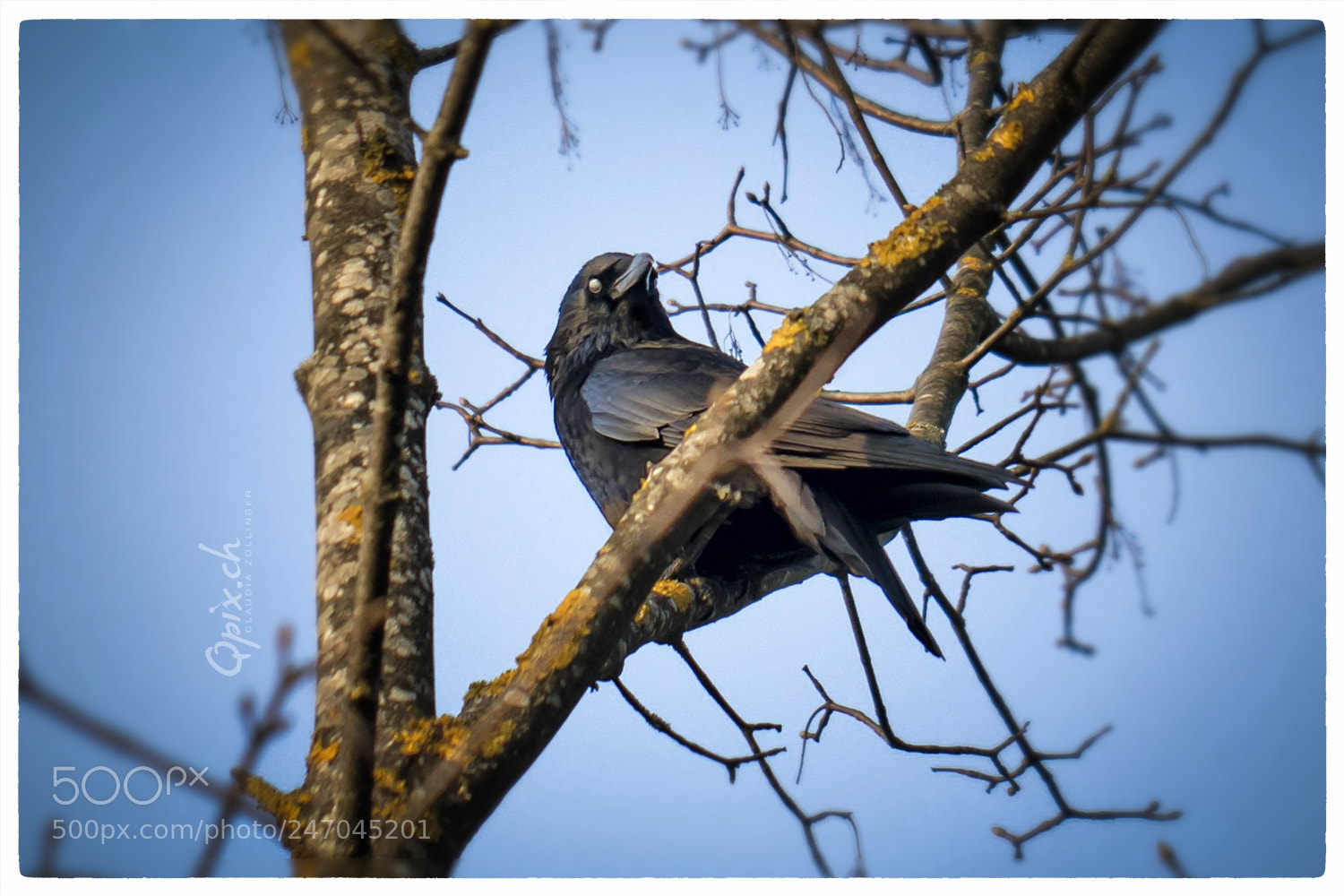 Canon EOS 80D sample photo. The crow photography