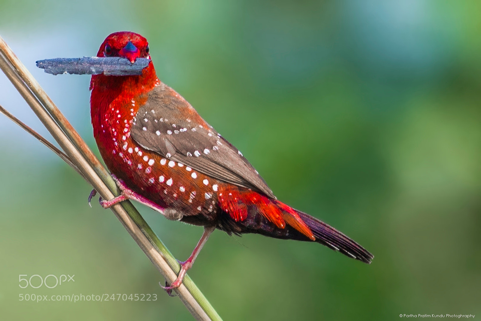 Canon EOS 7D Mark II sample photo. Red avadavat male with photography
