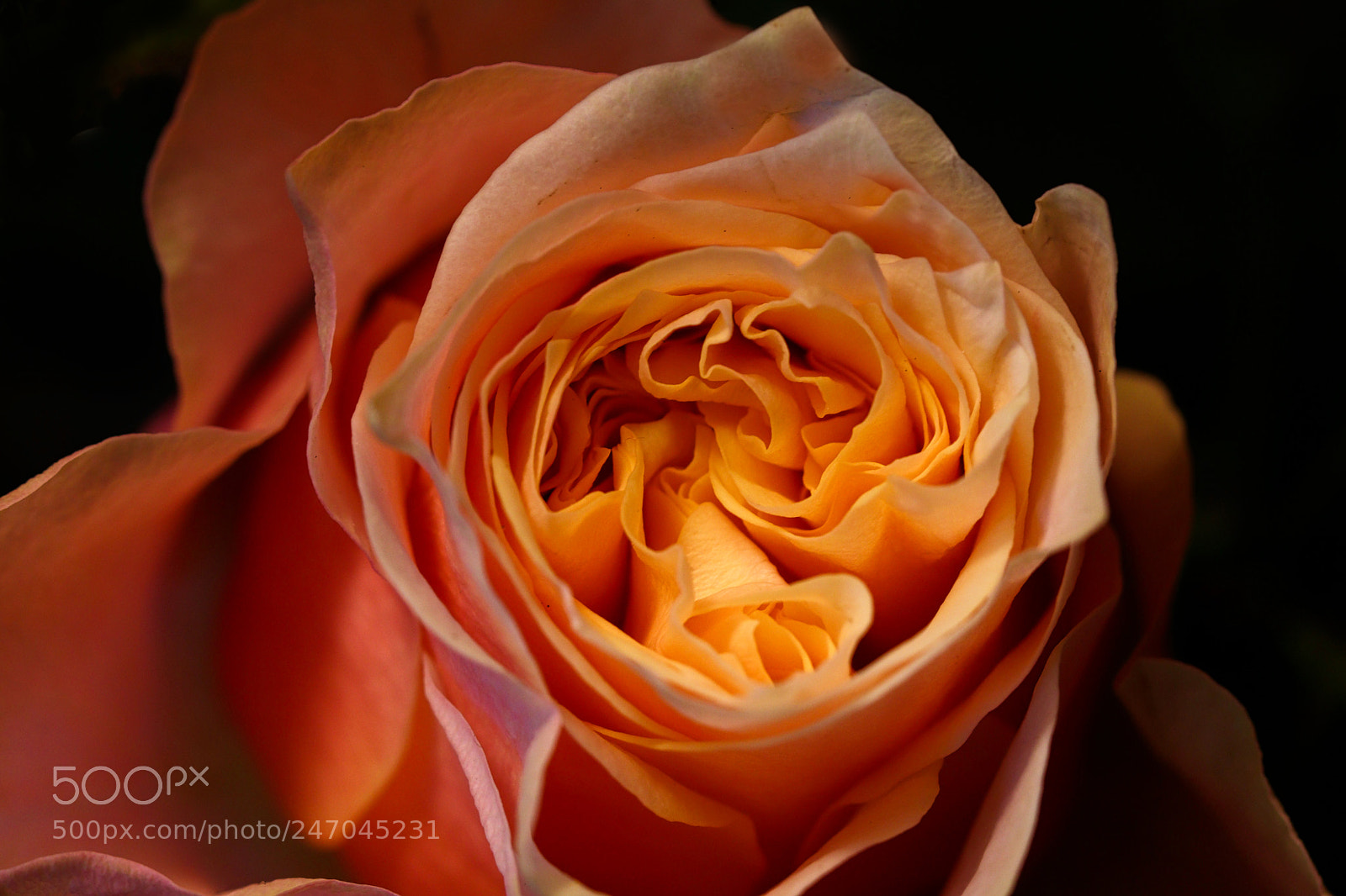 Canon EOS 77D (EOS 9000D / EOS 770D) sample photo. Heirloom rose photography