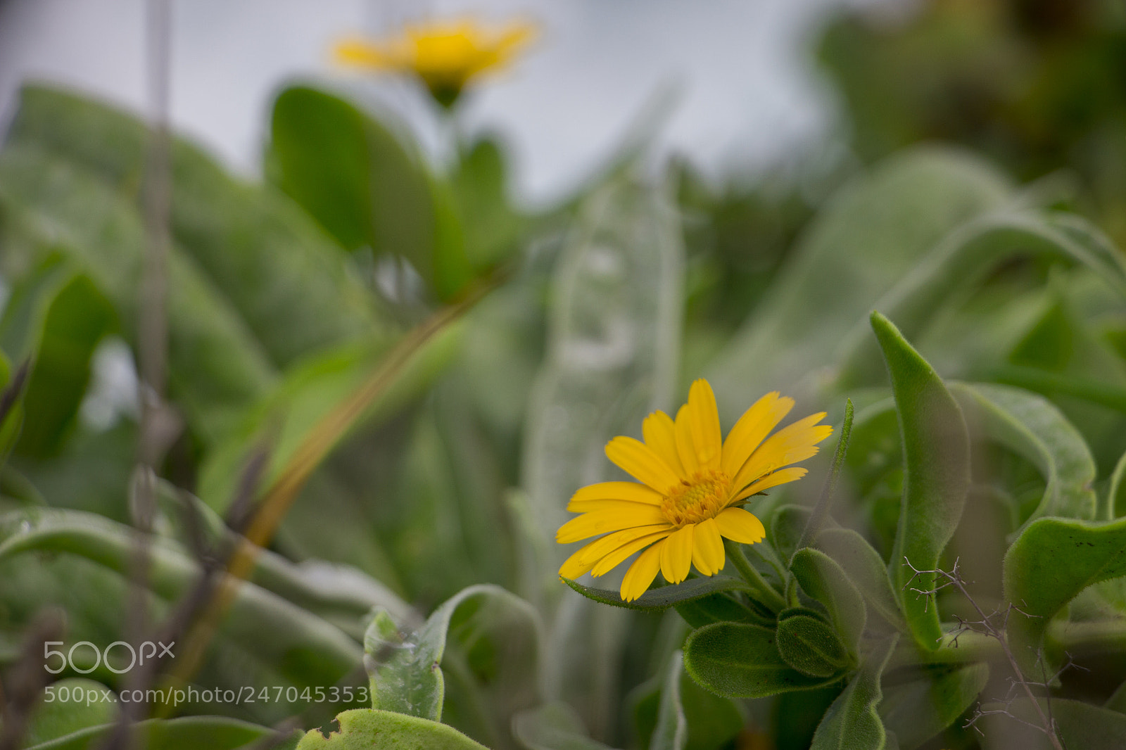 Canon EOS 700D (EOS Rebel T5i / EOS Kiss X7i) sample photo. Flower photography