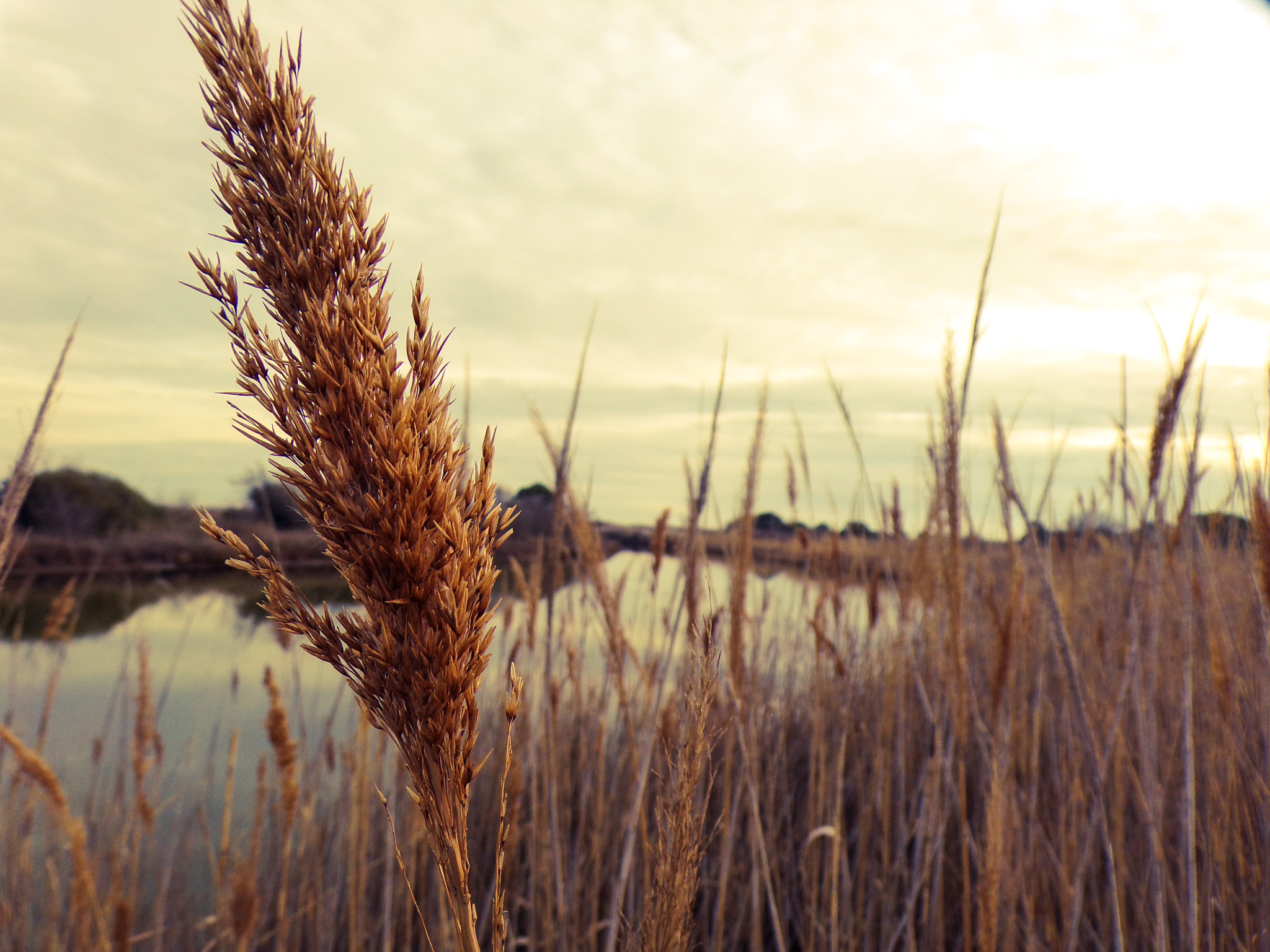 JK KODAK PIXPRO AZ422 sample photo. Camargue #h photography