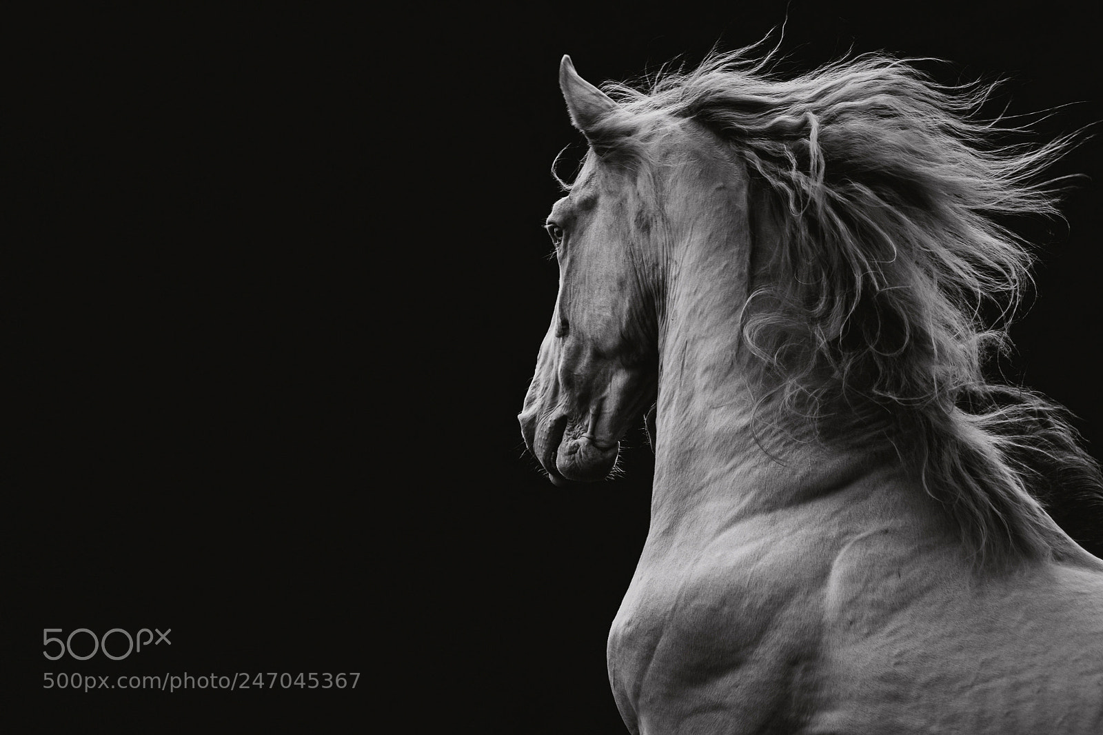 Nikon D7200 sample photo. Bandolero high resolution version photography