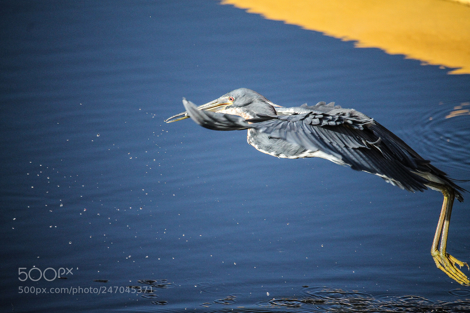 Canon EOS 1100D (EOS Rebel T3 / EOS Kiss X50) sample photo. Tricolored heron in flight photography