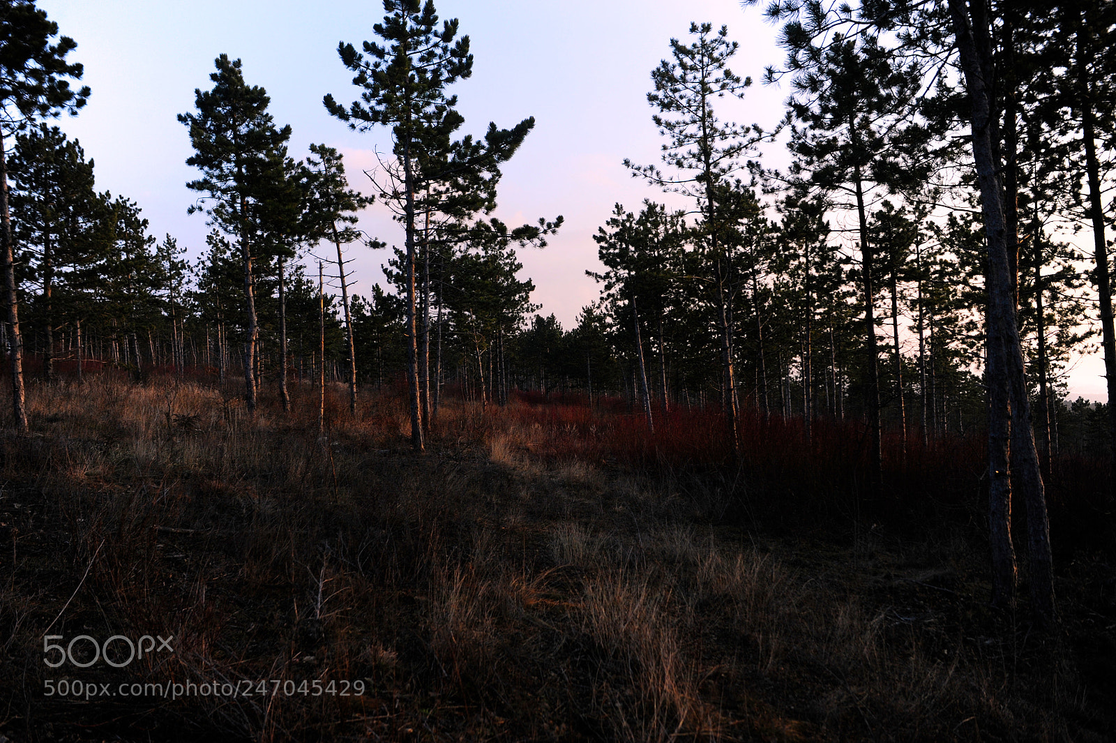 Nikon D700 sample photo. Untitled photography