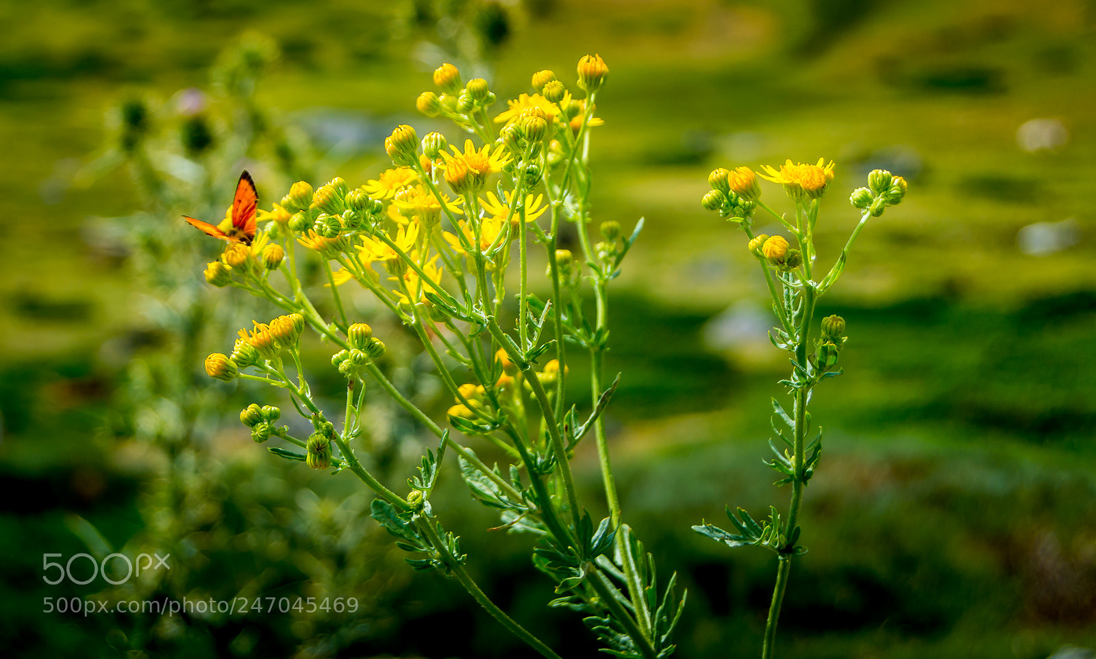 Nikon D3200 sample photo. Butterfly photography