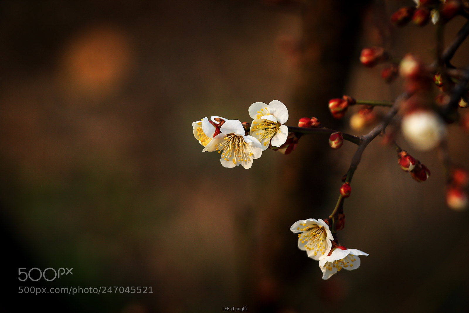 Canon EOS 7D Mark II sample photo. Plum blossom photography