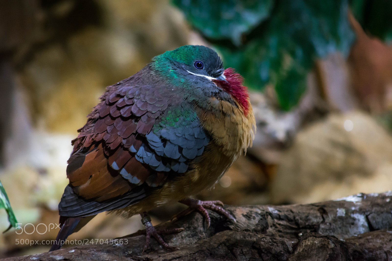 Nikon D5200 sample photo. Puffed up photography