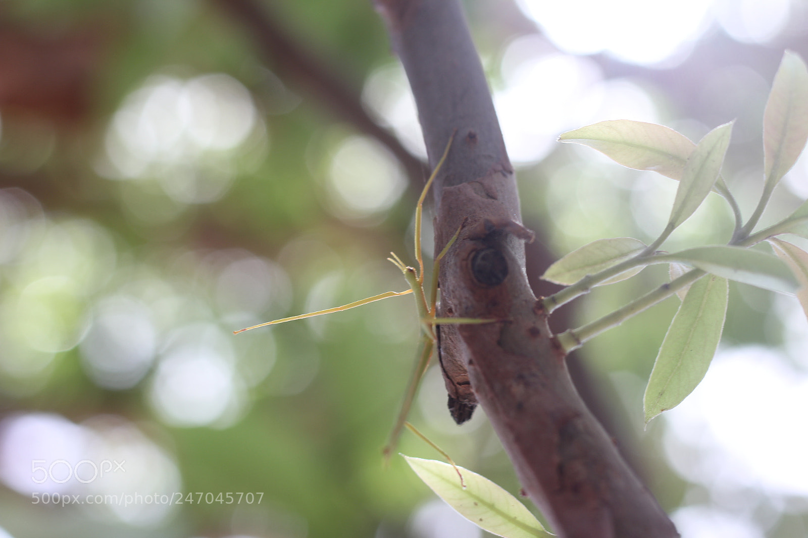 Canon EOS 60D + Canon EF 50mm F1.8 STM sample photo. Saw this insect at photography