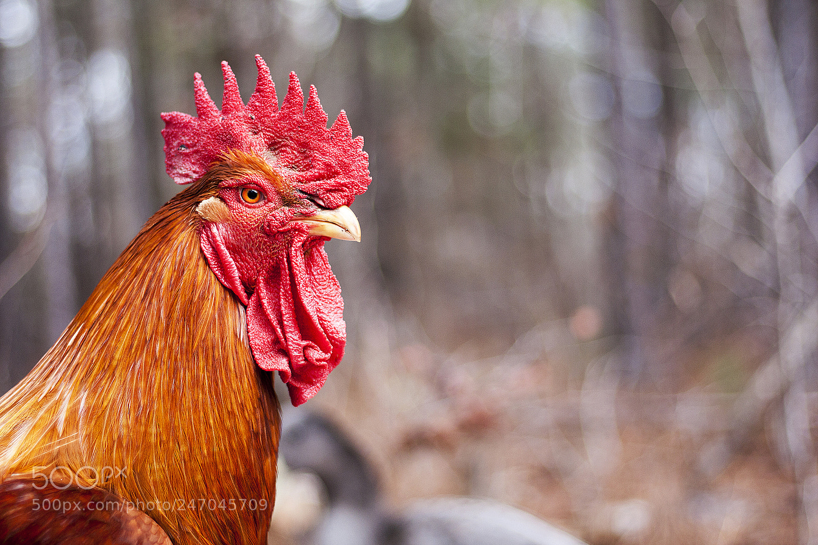 Canon EOS 450D (EOS Rebel XSi / EOS Kiss X2) sample photo. Rooster seeks caption photography
