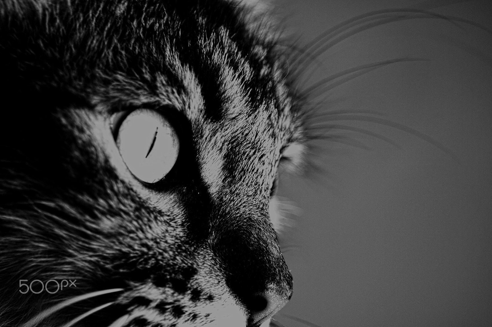 Canon EF-S 55-250mm F4-5.6 IS STM sample photo. Cat's look photography