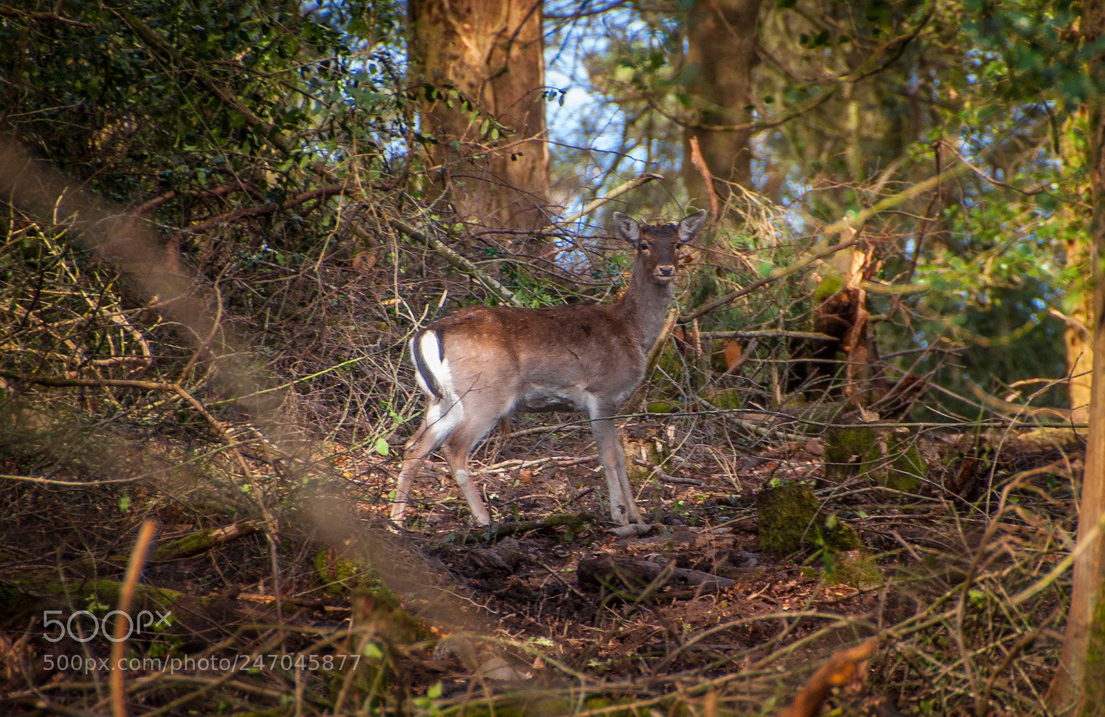 Nikon D80 sample photo. Deer on the path photography