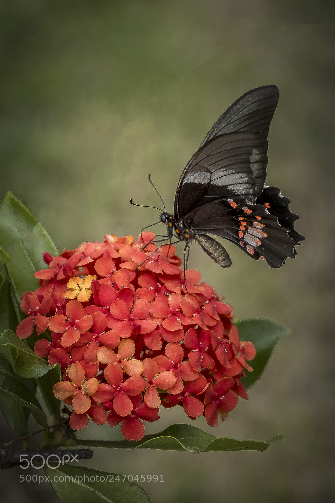 Fujifilm X-T2 sample photo. Beautiful butterfly photography