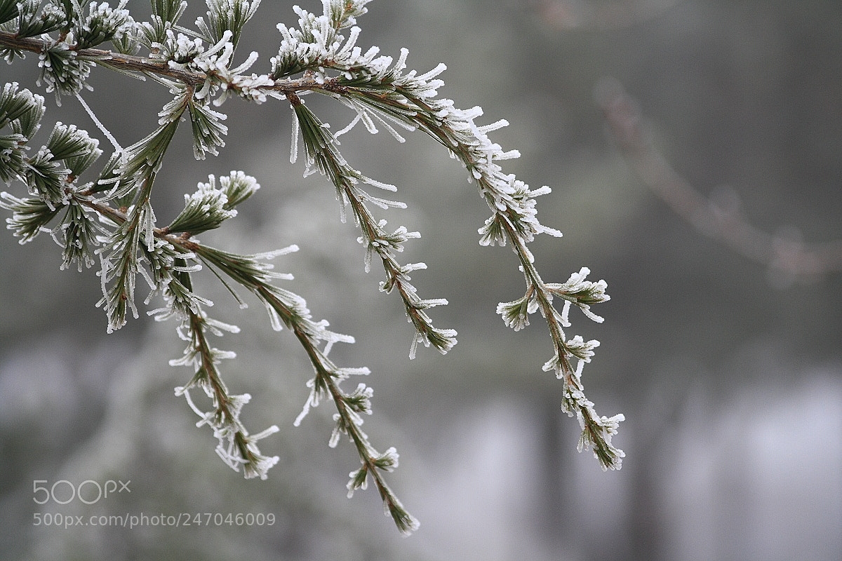 Canon EOS 1000D (EOS Digital Rebel XS / EOS Kiss F) sample photo. Ice state of the photography