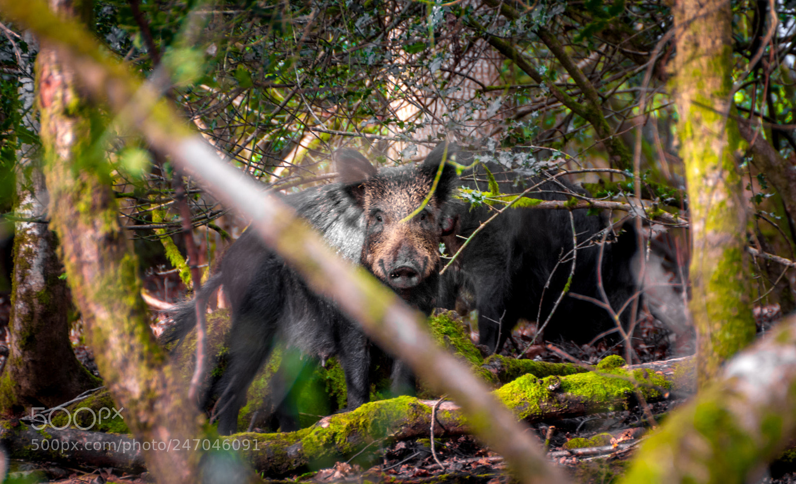Nikon D80 sample photo. Mother boar photography