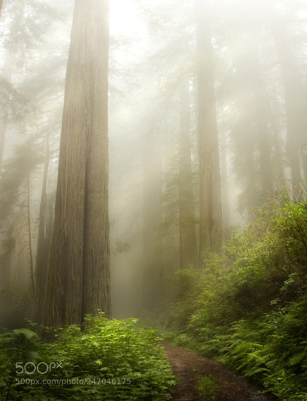 Canon EOS 60D sample photo. Redwoods photography