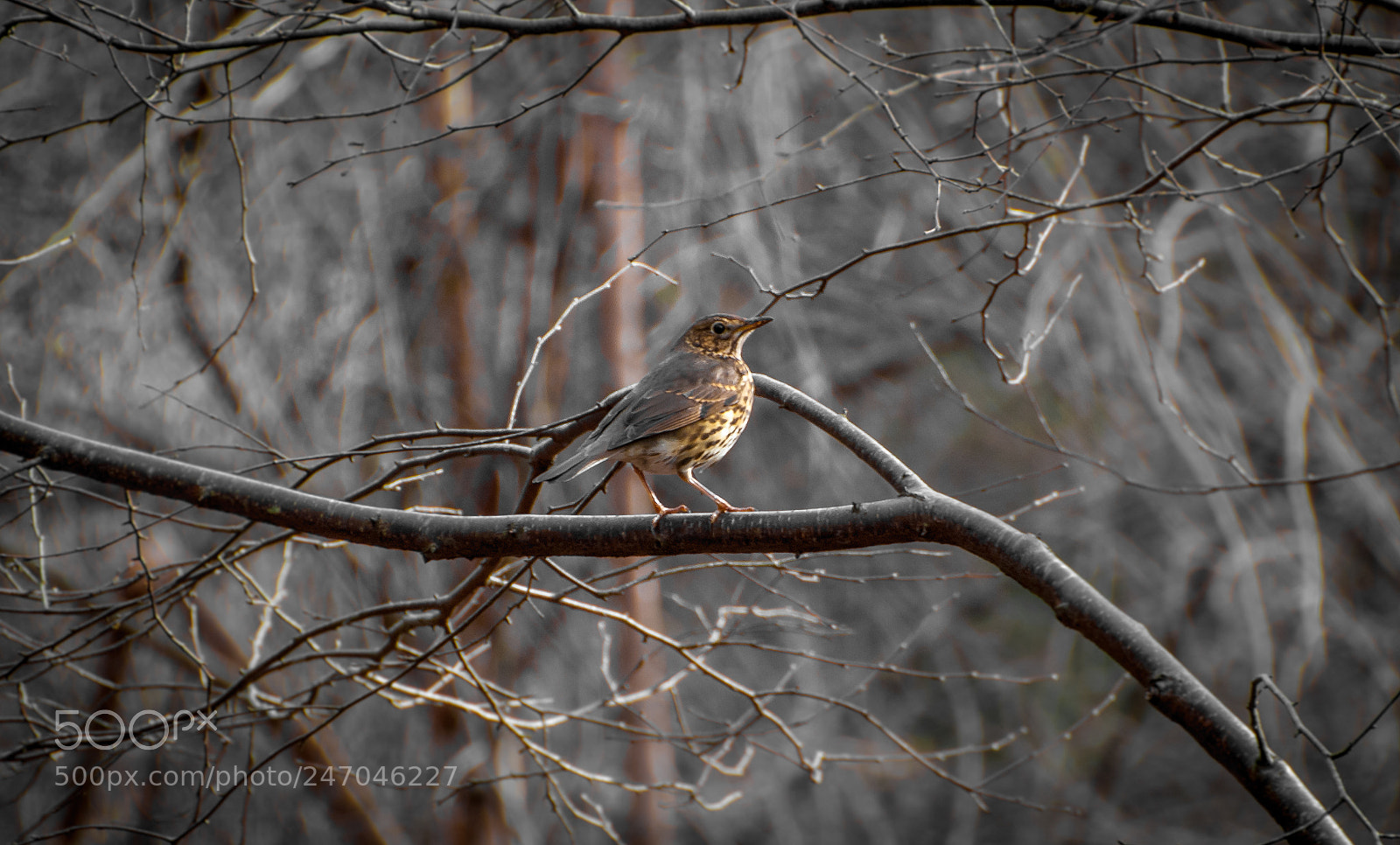 Nikon D80 sample photo. Song thrush photography