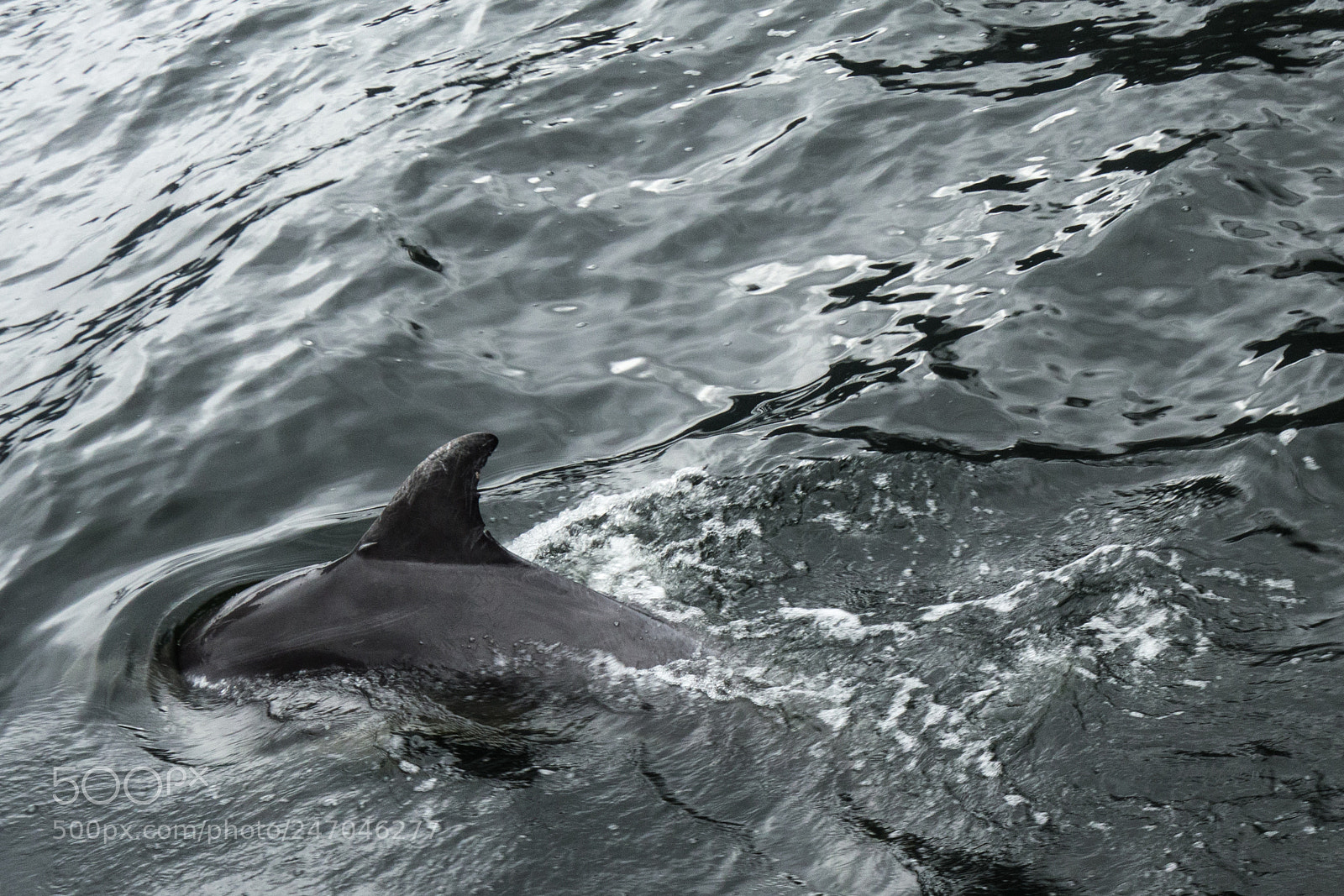 Sony Cyber-shot DSC-RX100 sample photo. A rare dolphin photography