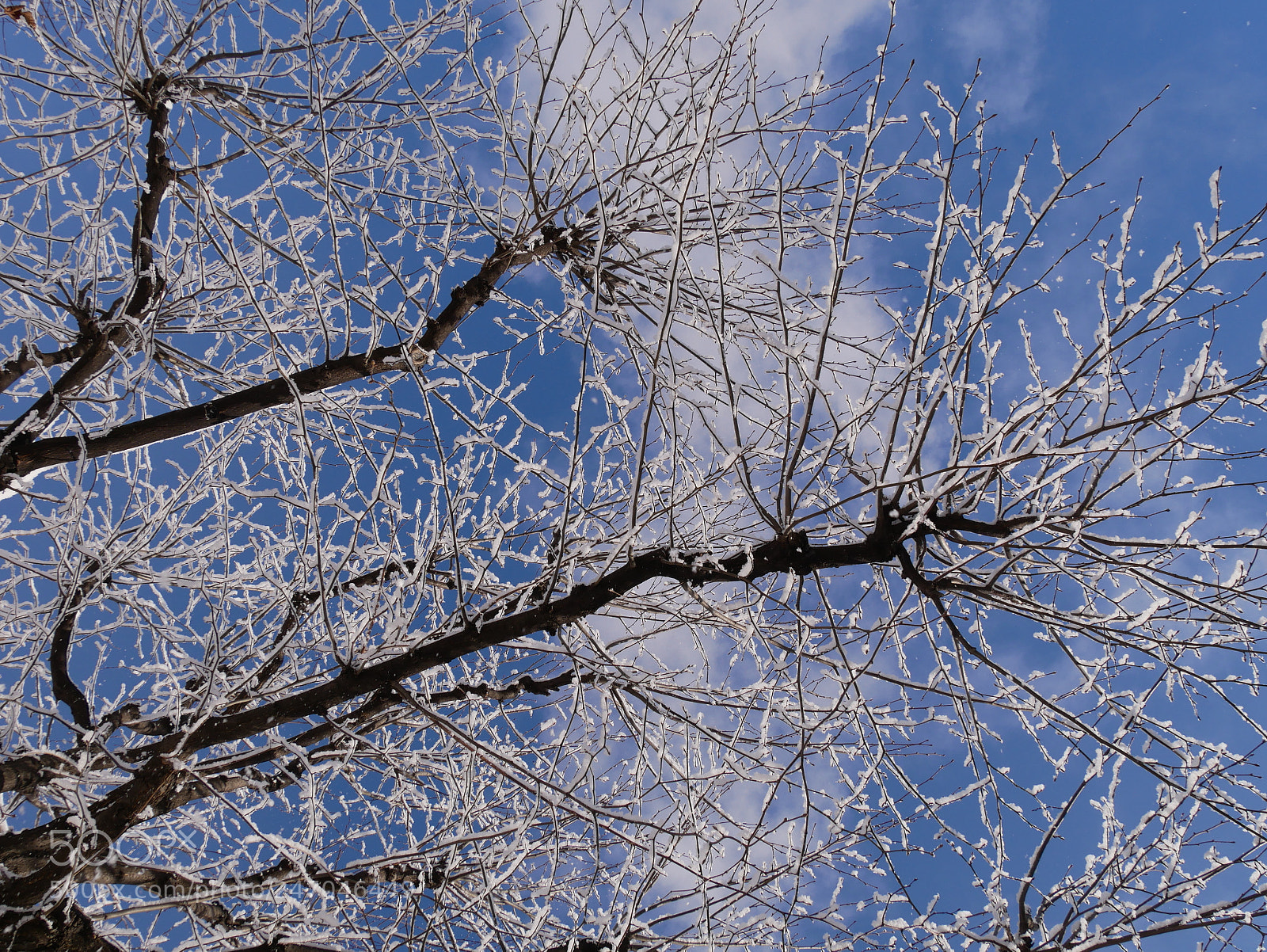 Panasonic Lumix DMC-G85 (Lumix DMC-G80) sample photo. Hoarfrost photography
