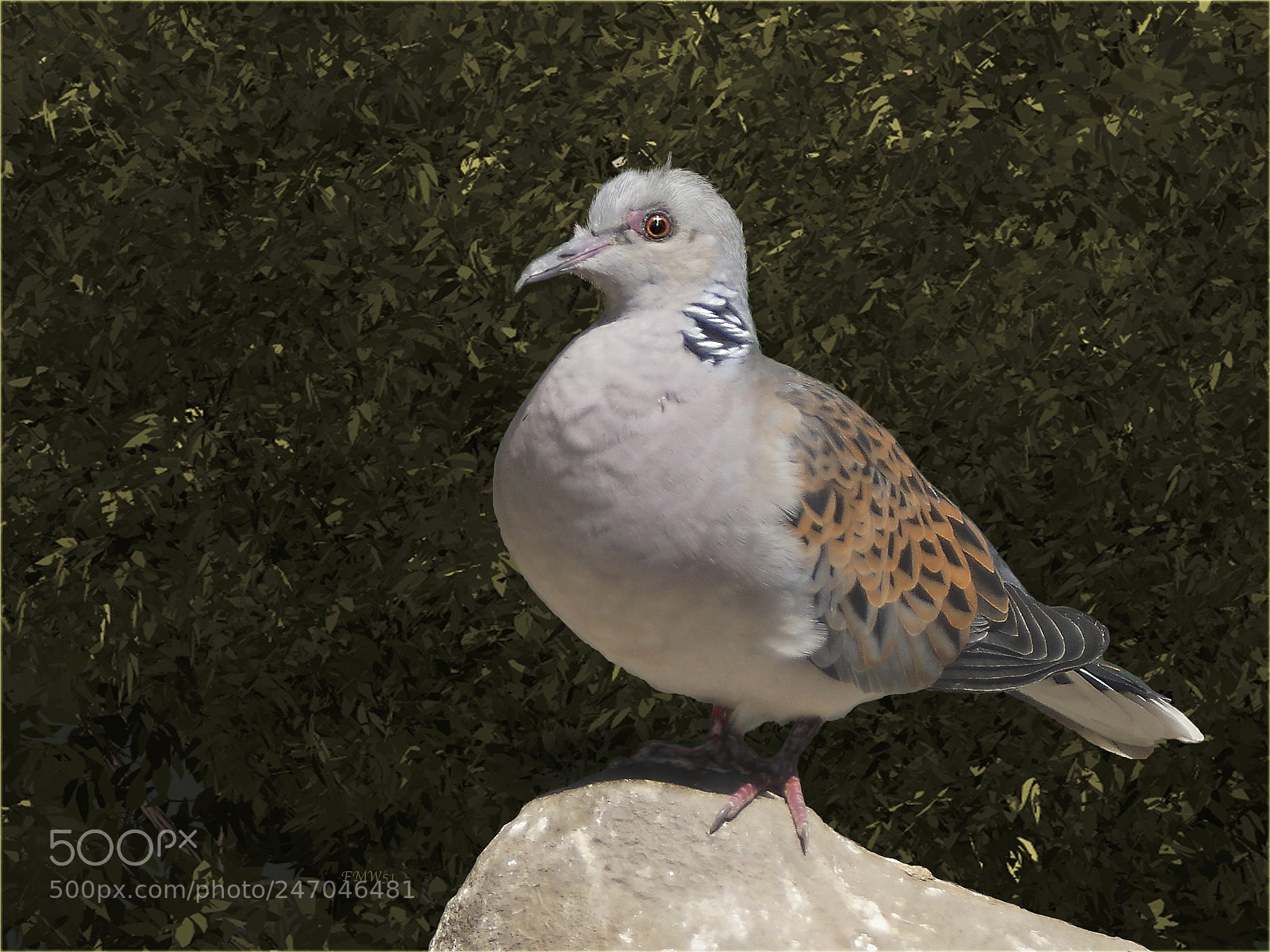 Sony ILCA-77M2 sample photo. Portrait tourterelle photography