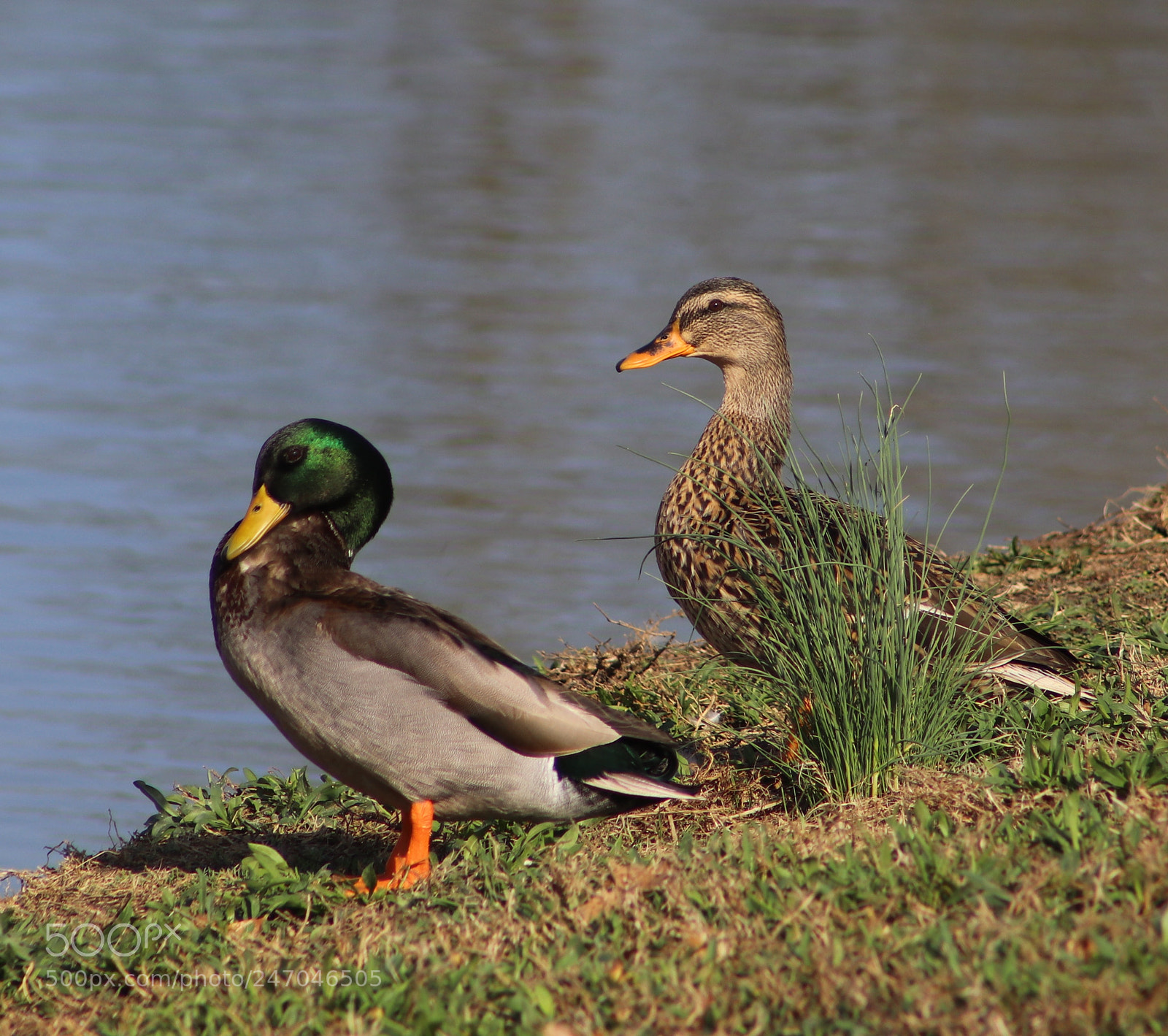 Canon EOS 80D sample photo. By the watering hole photography