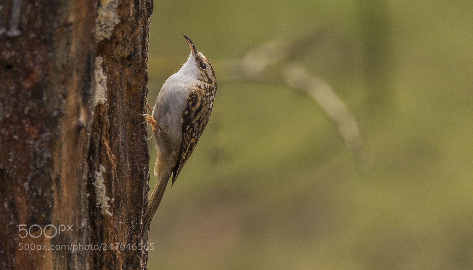 Canon EOS 7D Mark II sample photo. Treecreeper photography