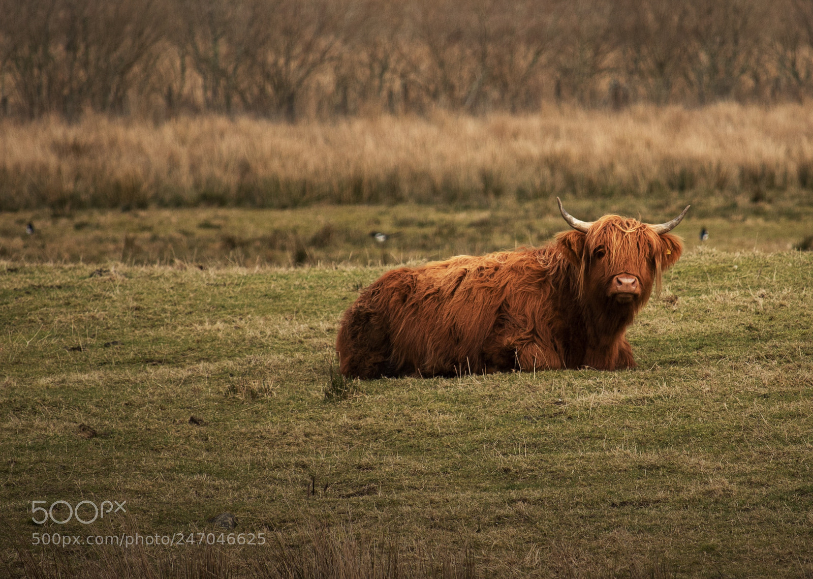 Canon EOS 1300D (EOS Rebel T6 / EOS Kiss X80) sample photo. Sitting cow photography