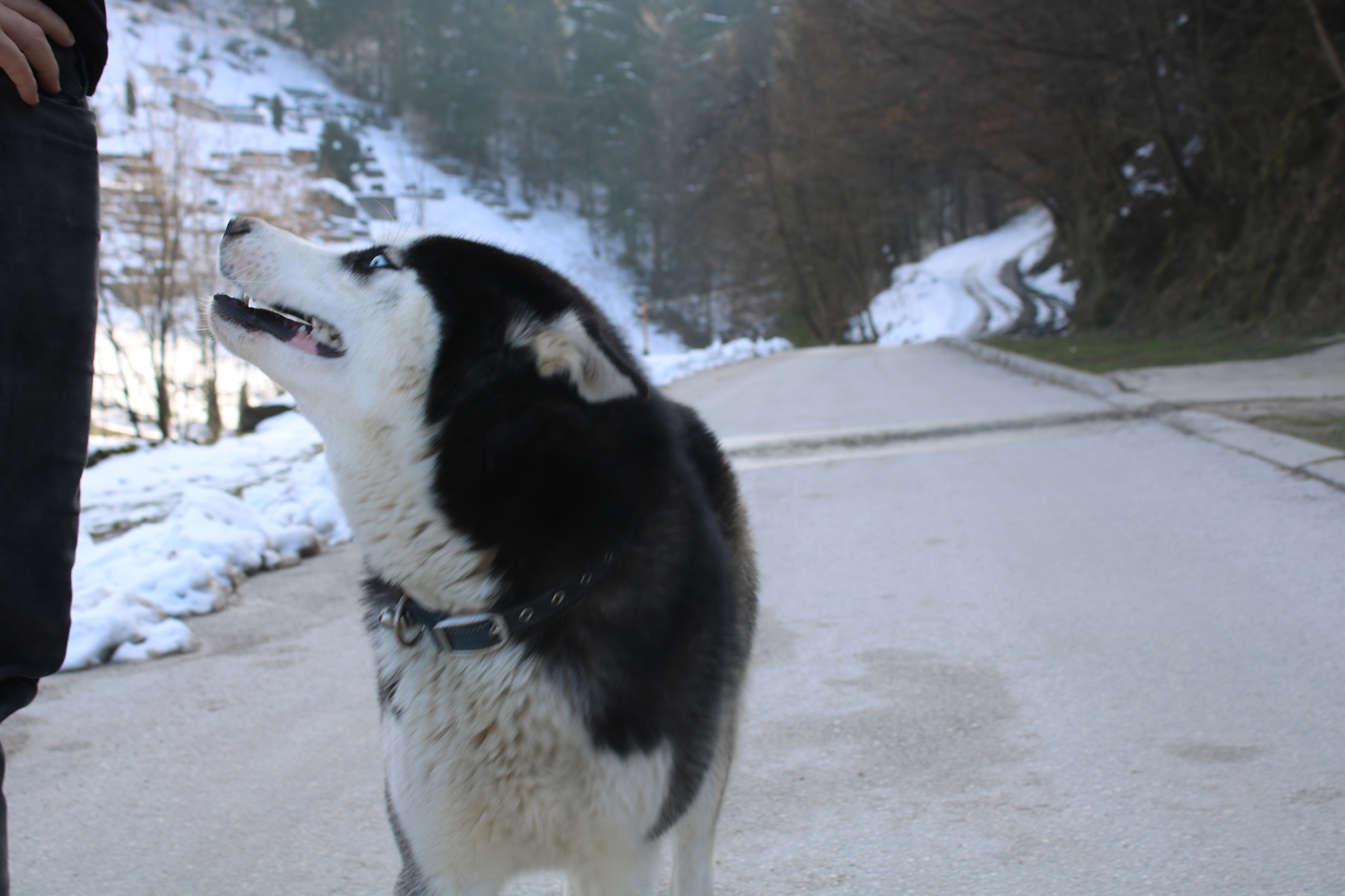 Canon EOS 750D (EOS Rebel T6i / EOS Kiss X8i) sample photo. Beautiful husky dog. photography