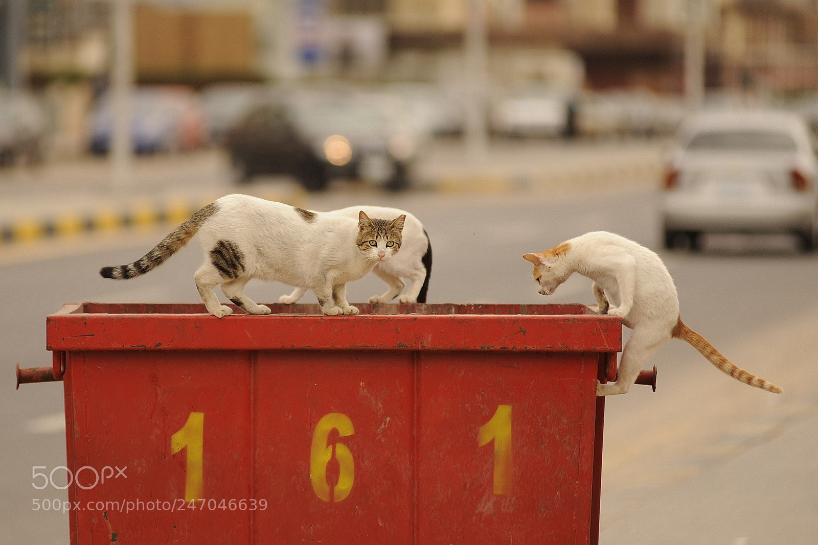 Nikon D700 sample photo. Cats and 161 photography