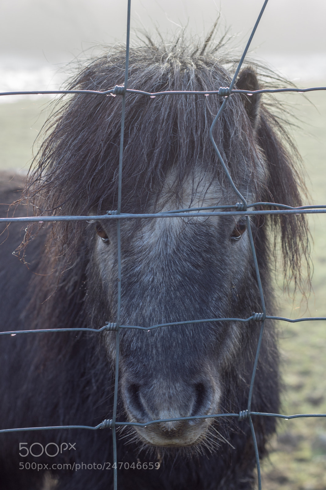Canon EOS 1300D (EOS Rebel T6 / EOS Kiss X80) sample photo. Horse portrait photography