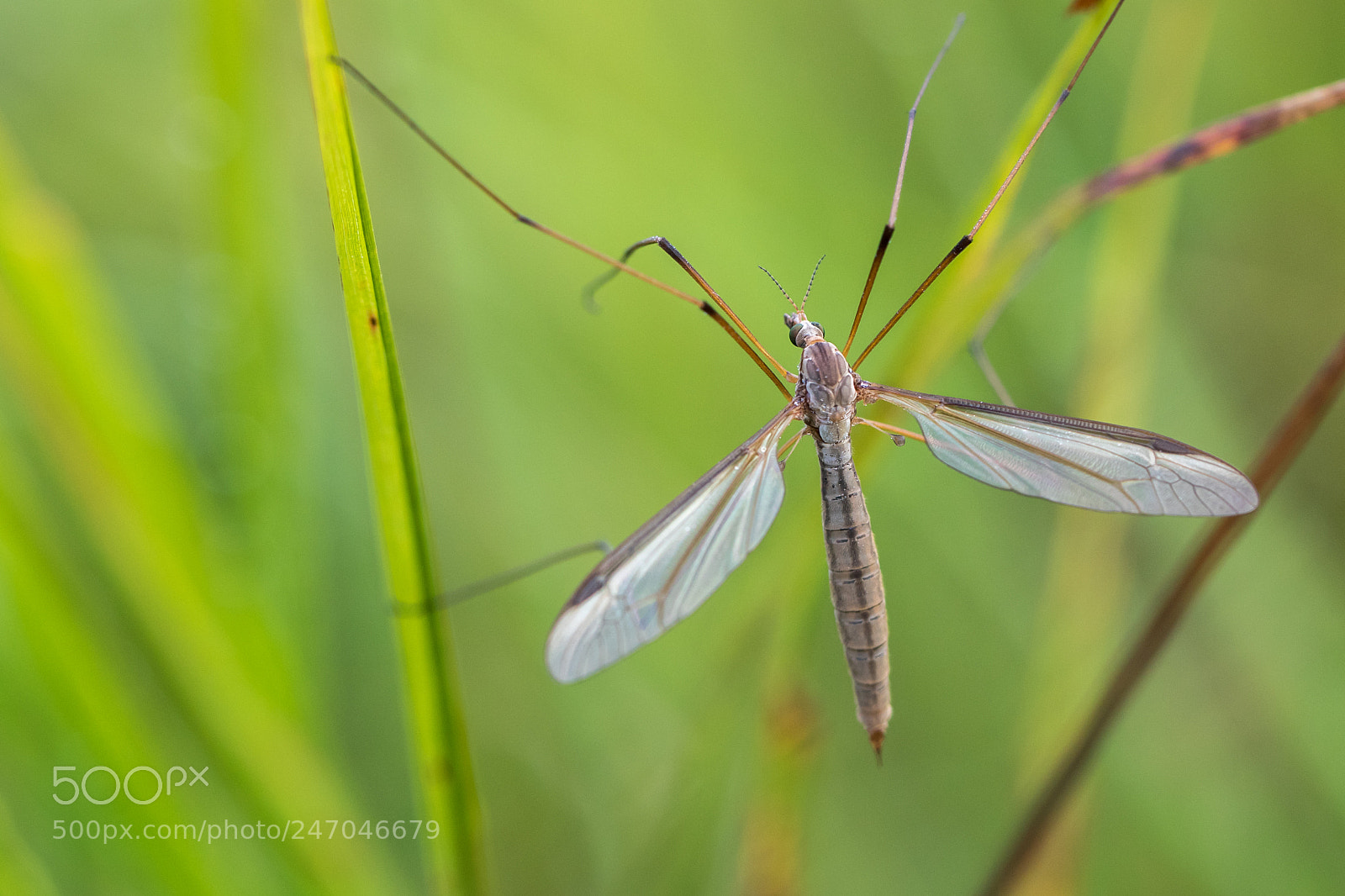 Canon EOS 7D Mark II sample photo. Morning fue covered marsh photography
