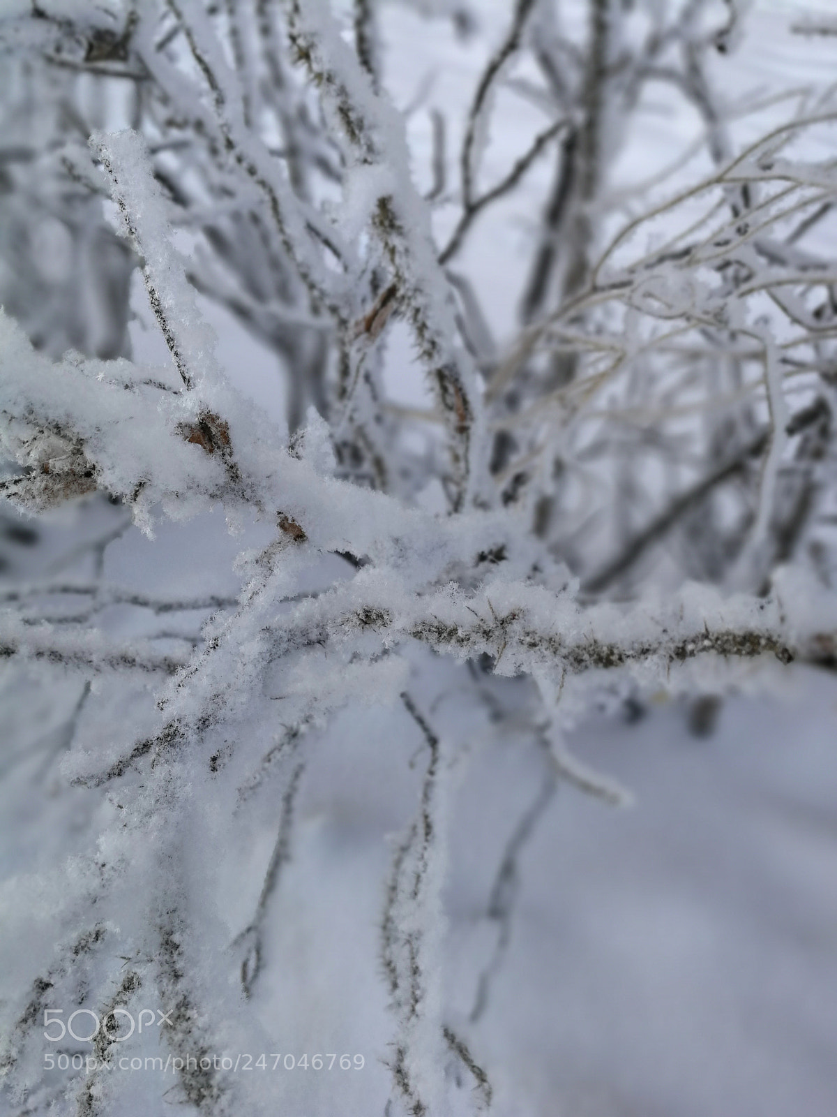 HUAWEI P10 sample photo. Snow photography